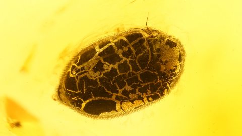 Käfer als Inklusen im Baltischen Bernstein