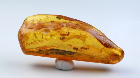 Einschluss im Baltischen Bernstein