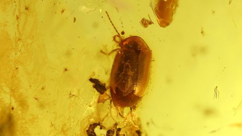 Käfer als Inkluse im Bernstein