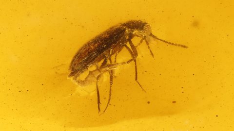 Käfer mit sichtbarem Genital als Inkluse im Burma Bernstein