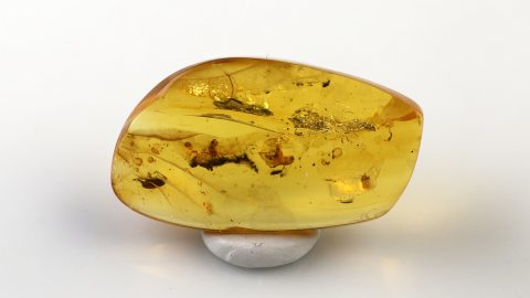 Käfer und große Milbe im Bernstein