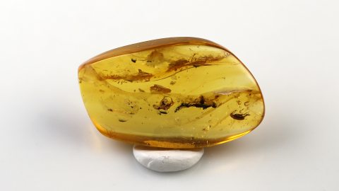 Käfer sowie weitere Einschlüsse