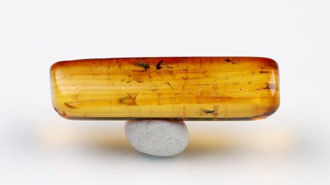 Käfer und weitere Einschlüsse im Baltischen Bernstein