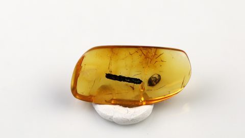 Käfer, Mücke und Köcher als Inklusen