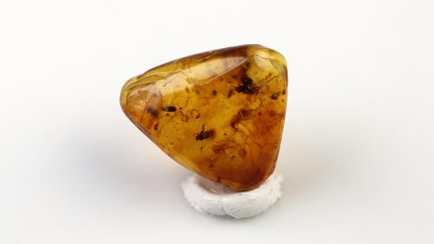 Käfer im Baltischen Bernstein