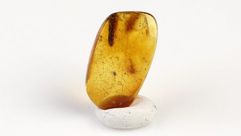 Köcher als Einschluss im Bernstein