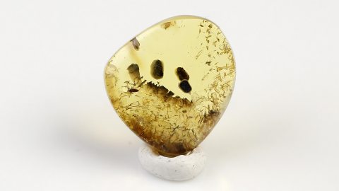 Köcher und Eier als Einschlüsse im Bernstein