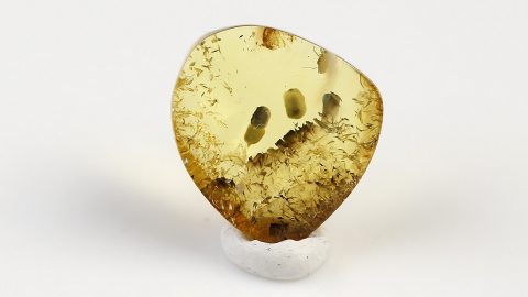 Mücke und unbekannte Einschlüsse im Bernstein