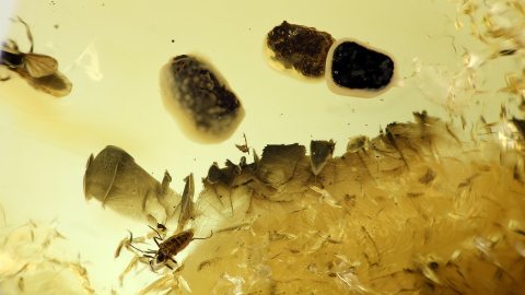 Köcher, Eier als Inklusen im Bernstein