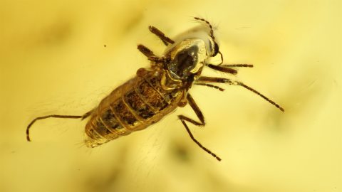 Mücke ohne Flügel im Bernstein