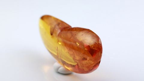 Köcherfliege im Baltischen Bernstein