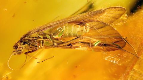 Köcherfliege Polycentropodidae als Inkluse im Bernstein