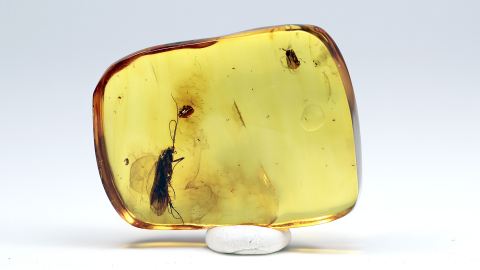 Köcherfliege als Bernstein Einschluss