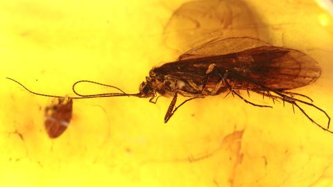 Köcherfliege als Inkluse im Baltischen Bernstein