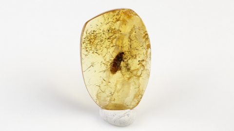 Köcherfliege im Baltischen Bernstein