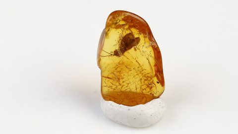 Köcherfliege im Baltischen Bernstein