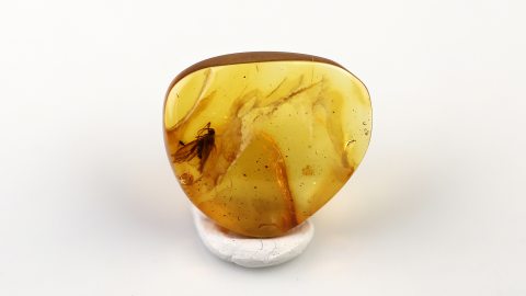 Köcherfliege im Bernstein