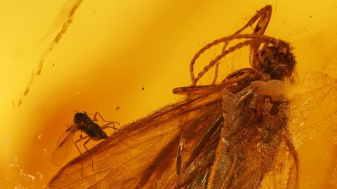 Köcherfliege als Inkluse im Baltischen Bernstein