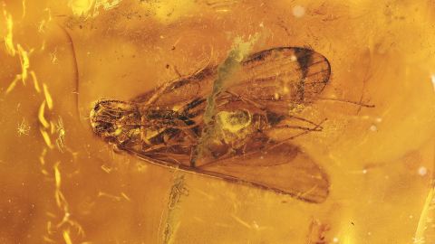 Köcherfliege als Inkluse im Bernstein
