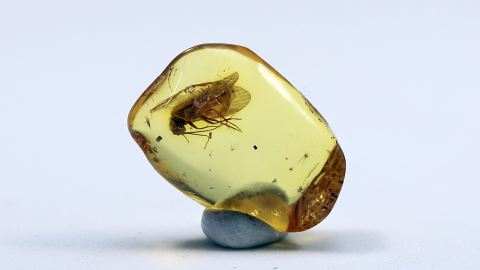 Köcherfliege im Baltischen Bernstein