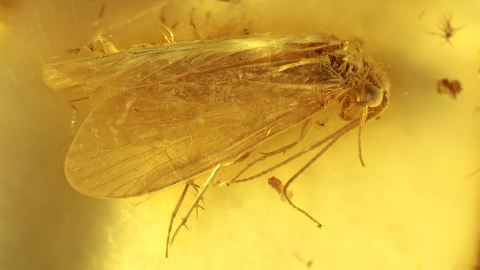 Köcherfliege als Inkluse im Bernstein