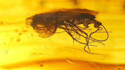 Köcherfliege als Inkluse