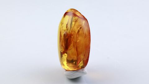 Köcherfliege im Baltischen Bernstein