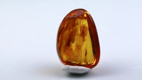 Köcherfliege als Einschluss