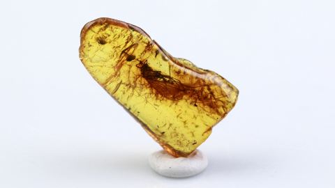 Köcherfliege im Bernstein