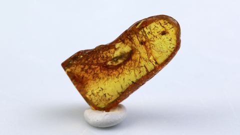 Köcherfliege als Inkluse