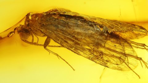 Köcherfliege als Inkluse