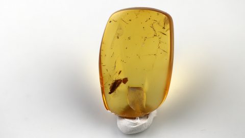 Köcherfliege als Einschluss