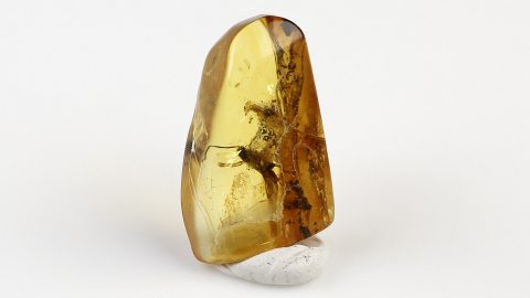 Köcherfliege als Einschluss