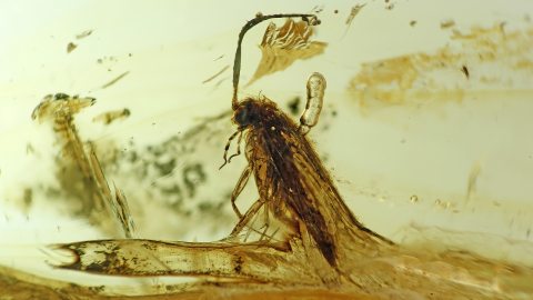 Köcherfliege als Einschluss im Baltischen Bernstein