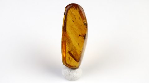 Bernstein mit Köcherfliege