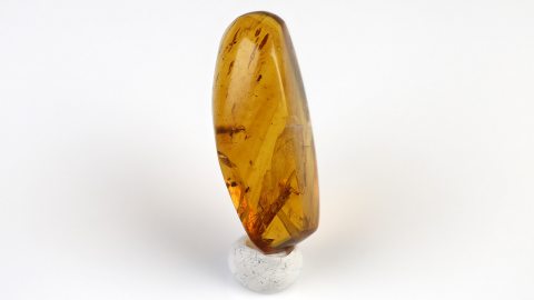 Köcherfliege im Bernstein 