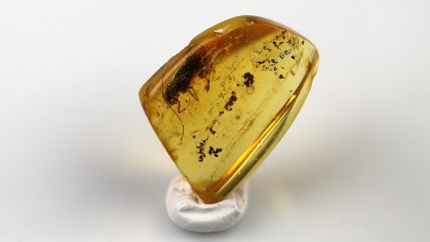 Köcherfliege im Bernstein