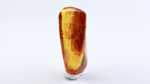 Köcherfliege im Bernstein 