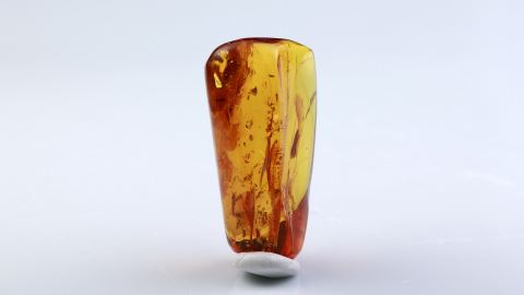 Köcherfliege als Inkluse