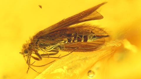 Köcherfliege mit Genital als Inkluse im Baltischen Bernstein 