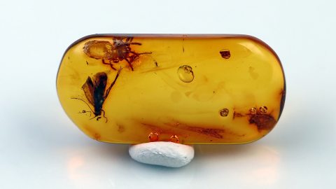 Köcherfliege und Spinne als Einschlüsse im Bernstein