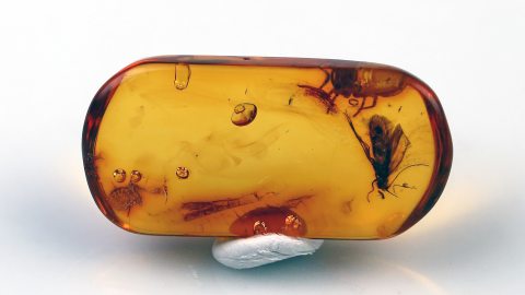 Köcherfliege im Bernstein