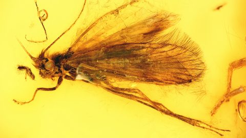 Köcherfliege als Inkluse