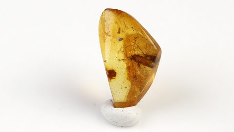 Köcherfliegen als Einschlüsse im Bernstein