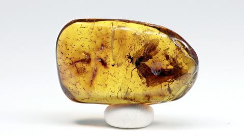 Köcherfliegen als Inklusen