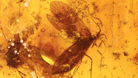Schmetterlingsfliegen als Einschlüsse im Baltischen Bernstein 