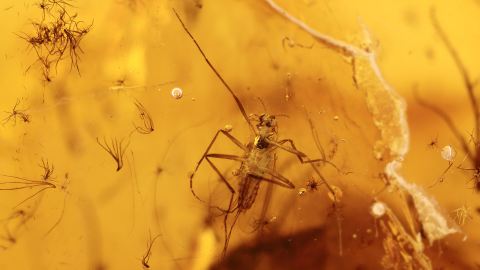 Mücke im Baltischen Bernstein 