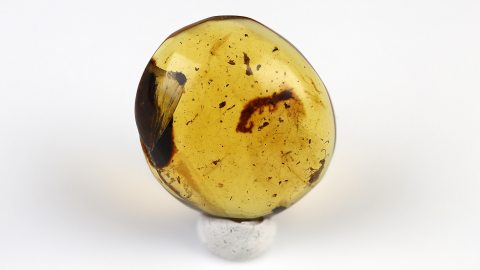 Kamelhalsfliegen-Larve als Inkluse, Larve, Käfer und Wespe als Einschlüsse im Bernstein