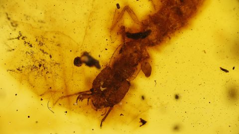 Kamelhalsfliegen-Larve als Einschluss im Bernstein