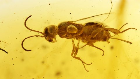 Wespe als Einschluss im Bernstein